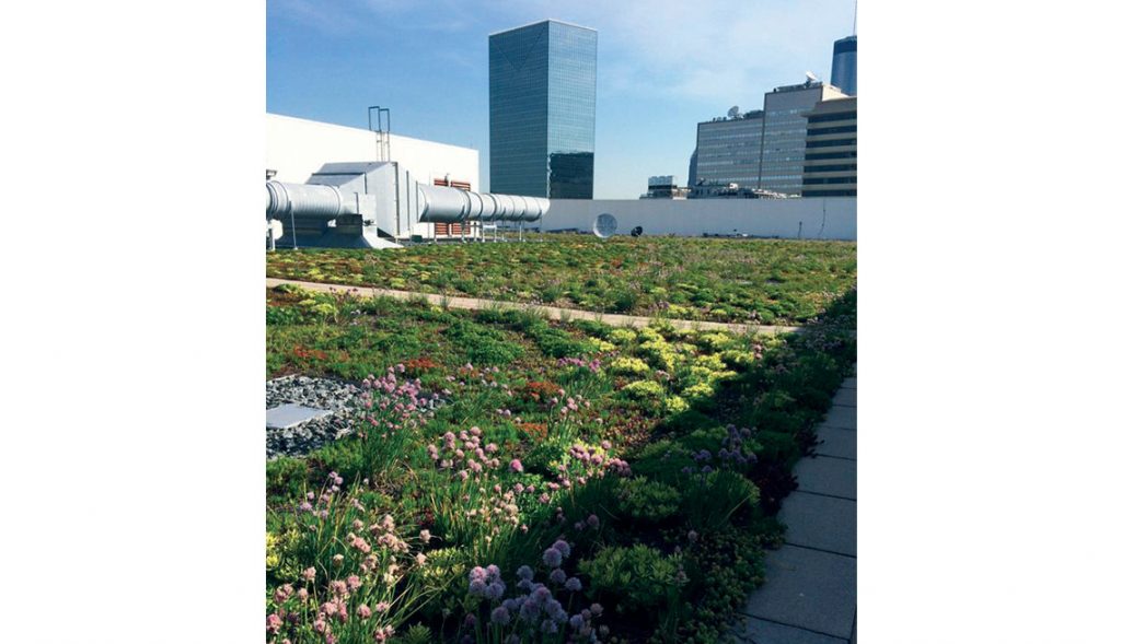 Largest vegetated roof in Atlanta