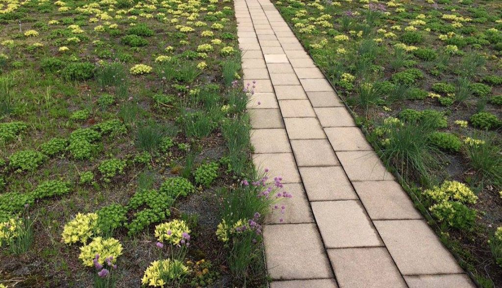 Vegetated roofing with walkway